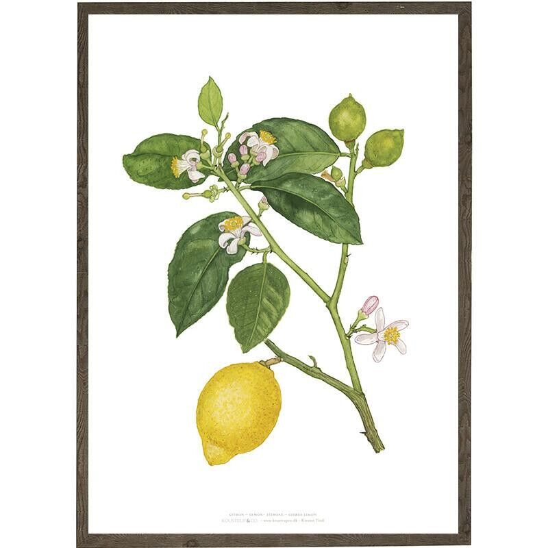 Stampa artistica A4 - Limone (21 x 29,7 cm)