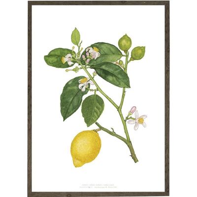 Art print A4 - Lemon (21 x 29.7 cm)