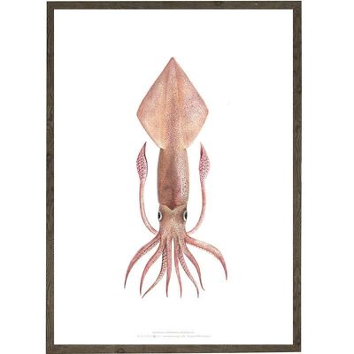 Stampa artistica A4 - Calamaro (21 x 29,7 cm)