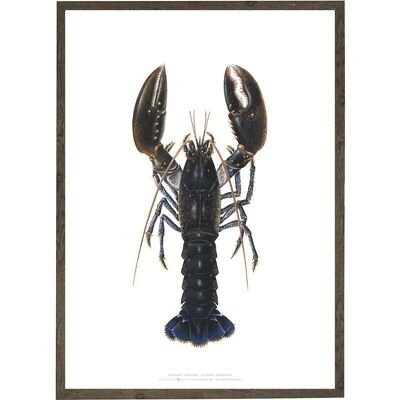 Art print A4 - Lobster (21 x 29.7 cm)