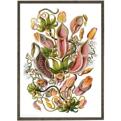 Kunstdruck A4 - Fleischfressende Pflanze (21 x 29,7 cm)