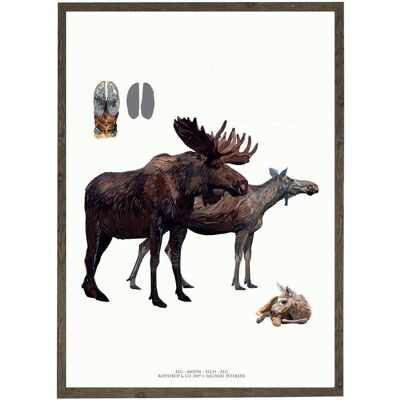 Art print A4 -Moose (21 x 29.7 cm)