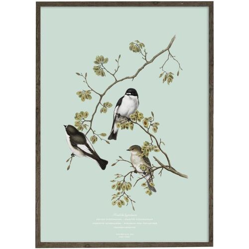 Art print A4 - Pied Flycatcher (21 x 29.7 cm)