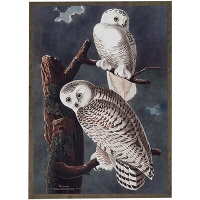 Art print A4 - Snowy owl (21 x 29.7 cm)