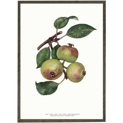 Kunstdruck A4 - Apfel (21 x 29,7 cm)