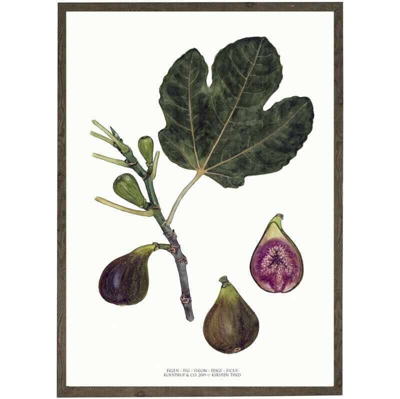Kunstdruck A4 - Feige (21 x 29,7 cm)