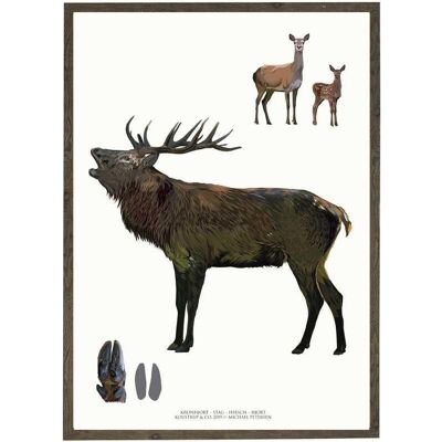 Art print A4 - Stag (21 x 29.7 cm)