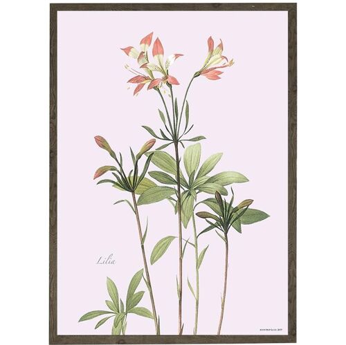 Art print A4 - Lily (21 x 29.7 cm)