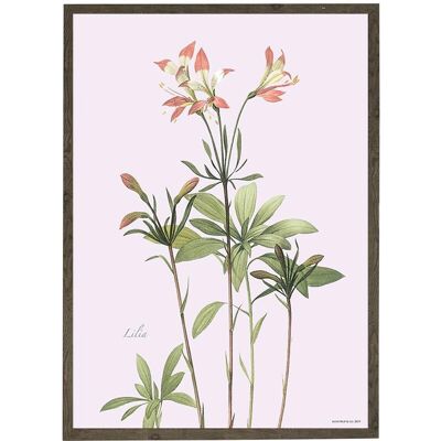 Art print A4 - Lily (21 x 29.7 cm)