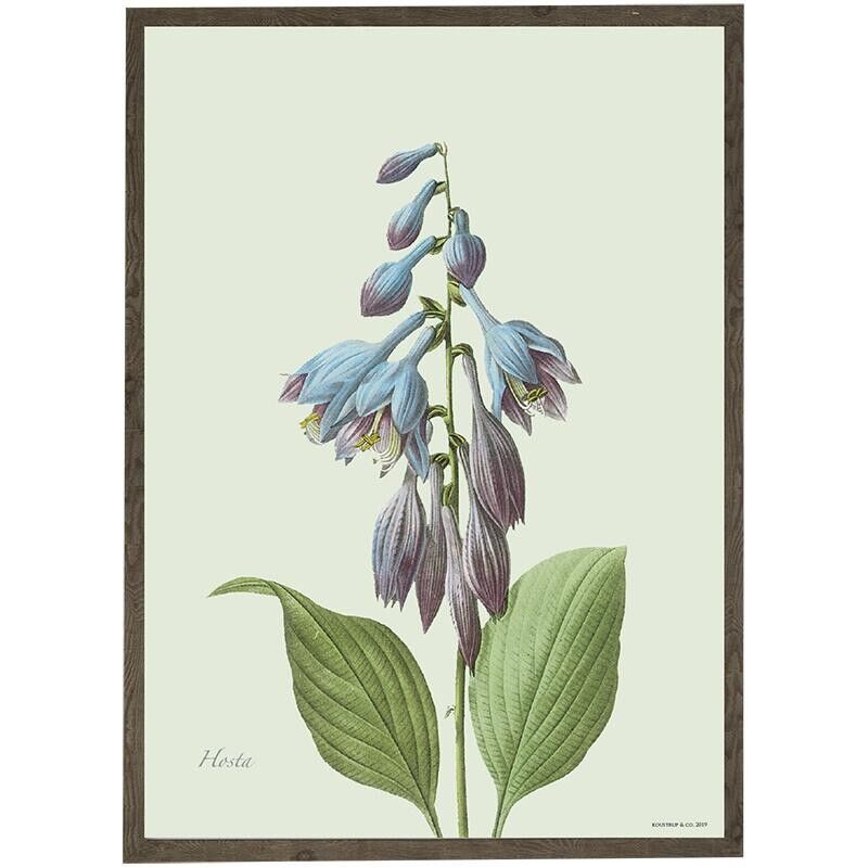 Stampa artistica A4 - Hosta (21 x 29,7 cm)