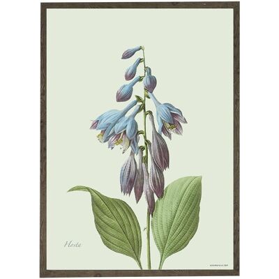 Tirage d'art A4 - Hosta (21 x 29,7 cm)