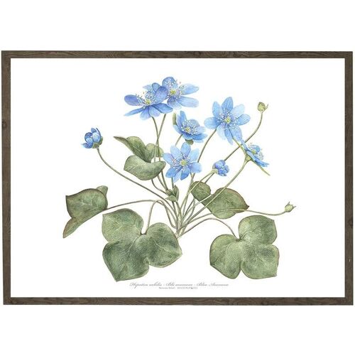 Art print A4 - Blue anemone (21 x 29.7 cm)