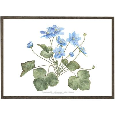 Kunstdruck A4 - Blaue Anemone (21 x 29,7 cm)