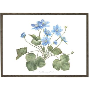 Tirage d'art A4 - Anémone bleue (21 x 29,7 cm) 1