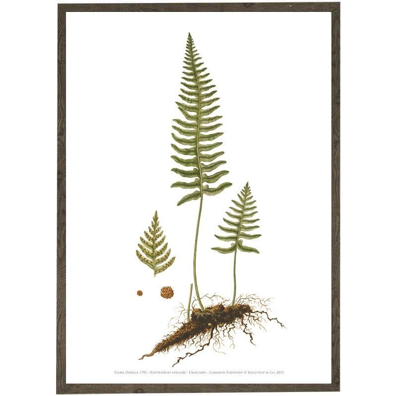 Kunstdruck A2 - Common Polypody