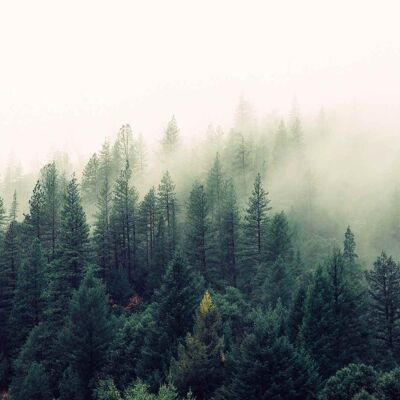 Soap Misty Forest - Swiss pine and cedar