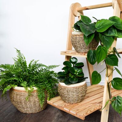 Funda para maceta de algas marinas natural