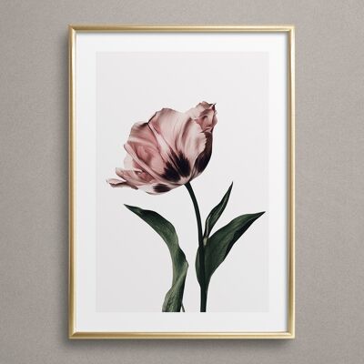 Póster 'Tulipán rosa polvoriento n.º' 1'