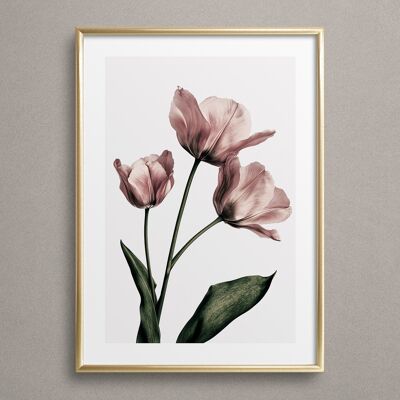Póster 'Tulipán rosa polvoriento n.º' 2'