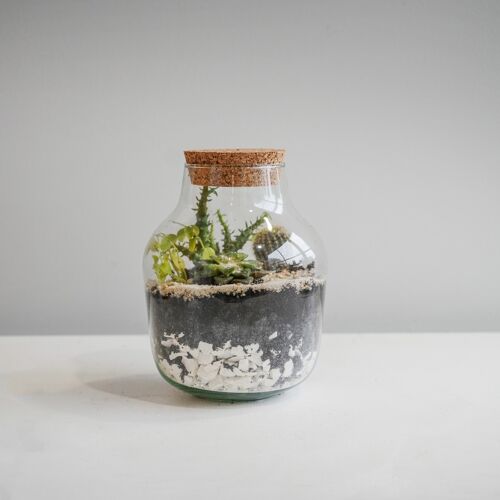 Angular Glass Small Terrarium DIY Kit H22cm D17cm