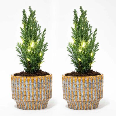 Set of 2 - Christmas Tree 'Ellwoodii' + Pot Echo - 30 cm tall