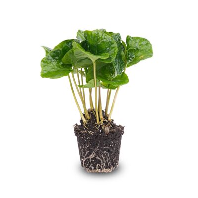 Coffea Arabica - Planta de café - Planta de terrario