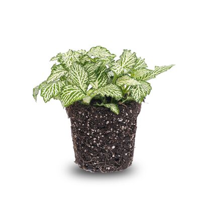 Fittonia White -White Tiger - Pianta a mosaico