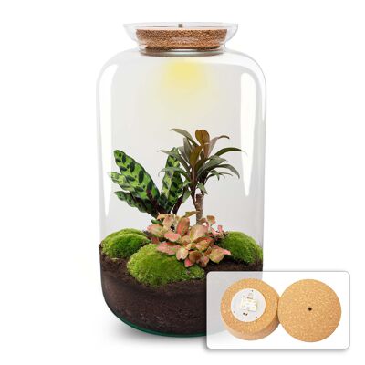 Kit de bricolaje para terrario - Palmera Sven XL - Con iluminación - Jardín en botella - ↑ 43 cm