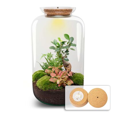 Kit de terrario DIY - Bonsái Sven Ginseng XL - Con luz - Jardín en botella - ↑ 43 cm