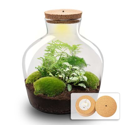 Kit fai da te per terrario - Fat Joe Green - Giardino in bottiglia - ↑ 30 cm