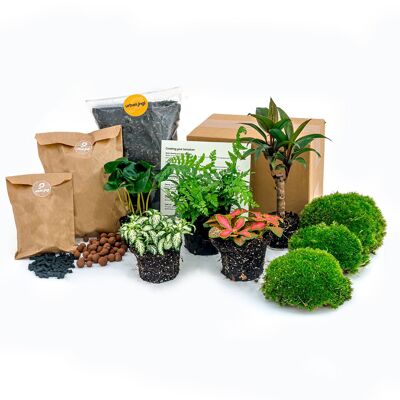 Paquete de terrario de plantas - Jungle 5 - Paquete de recarga y de inicio - Kit de terrario DIY