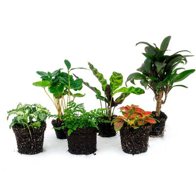 Set de terrario de plantas - Jungle Boost - 6 plantas - Palmera - Calathea Lancifolia - Coffea Arabica - Helecho - Fittonia roja y blanca