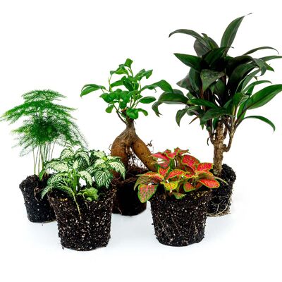 Set terrario per piante - Bonsai - 5 piante - Ficus Ginseng Bonsai - Palma - Asparagi - Fittonia rossa e bianca