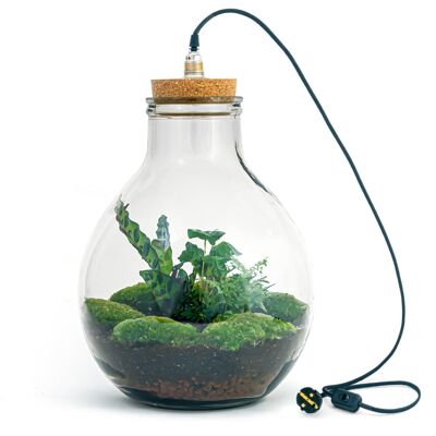 Kit fai da te per terrario - Big Paul Jungle - Giardino in bottiglia - ↑ 40 cm