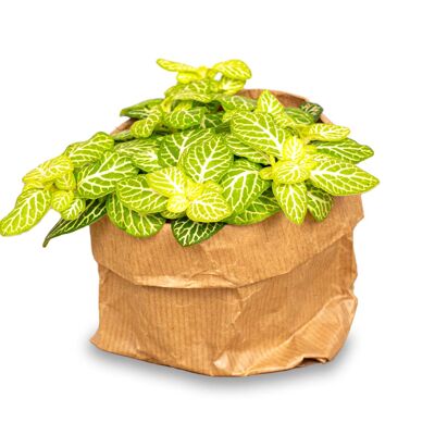 Fittonia Joly Lemon - Blanca y verde (flúor) - Planta mosaico