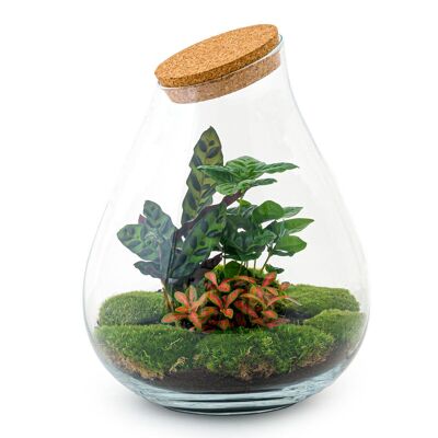 Kit fai da te per terrario - Drop XXL Rosso - Giardino in bottiglia - ↑ 43 cm