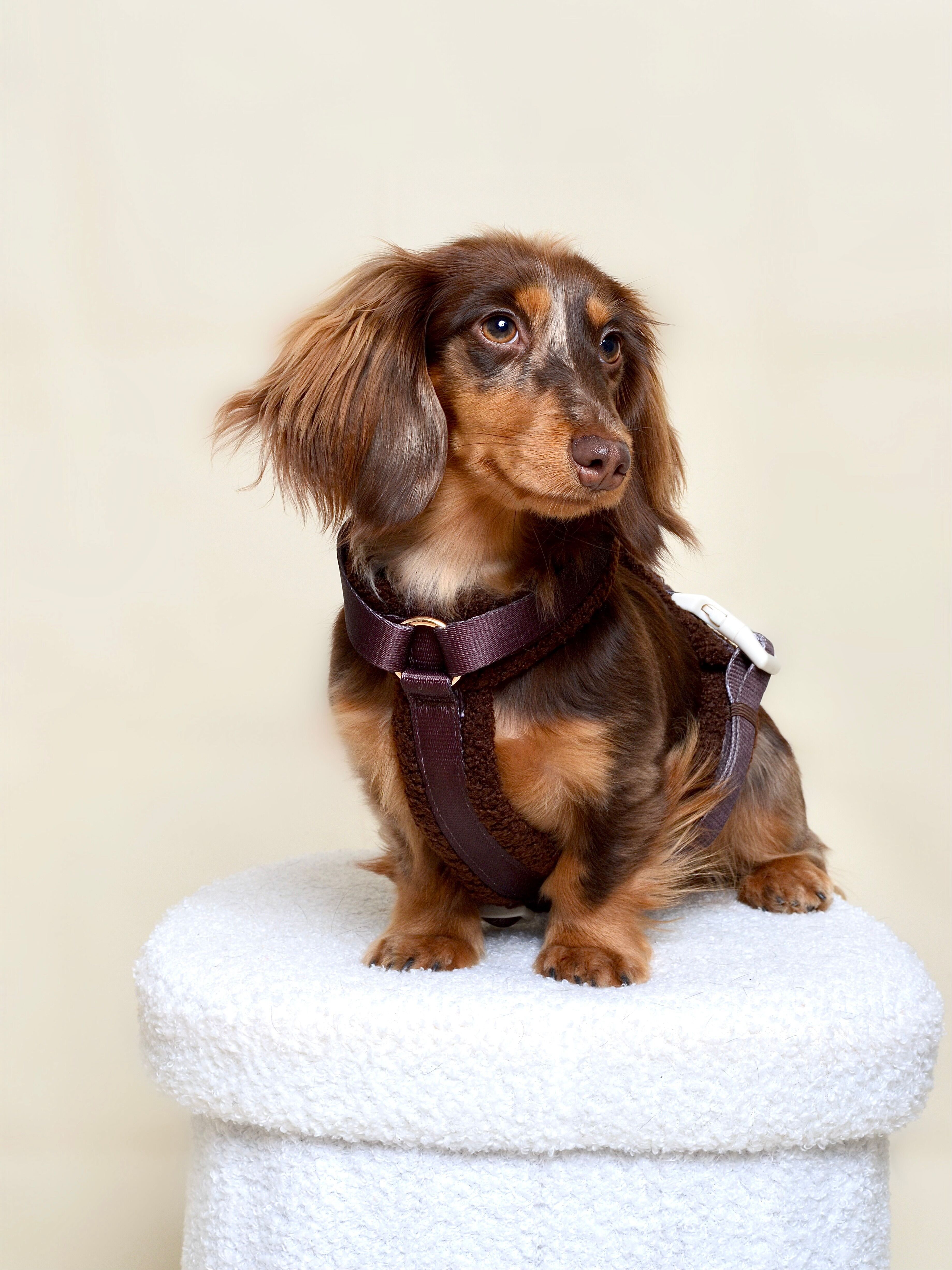 Pettorina per cani in pelliccia - Marrone