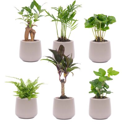 Mini set de 6 plantas - Incluye 6x maceta Joey gris mate