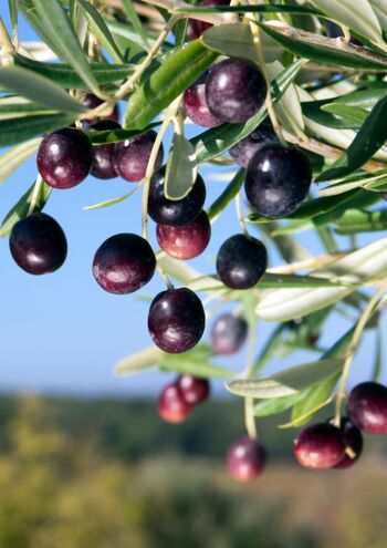 Pâte d'olives noires koroneïki à la feta bio 5