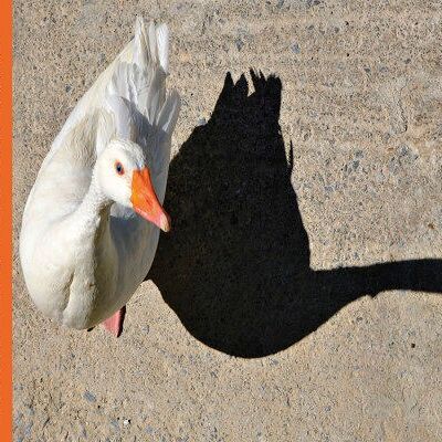 The Goose and the Cat Shadow Stories/Children's Book/Photographs/Youth Album