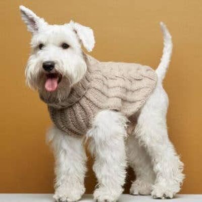 Jersey de lana y cachemir para perro John B. - Beige