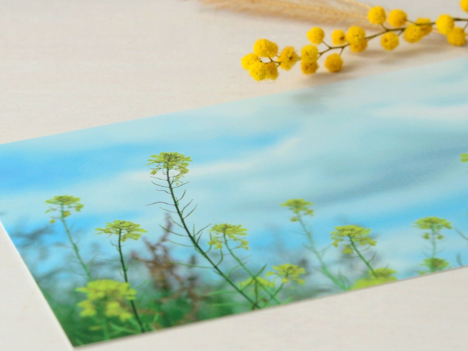 Postal fotográfica de primavera: flores de colza (sobre incluido)