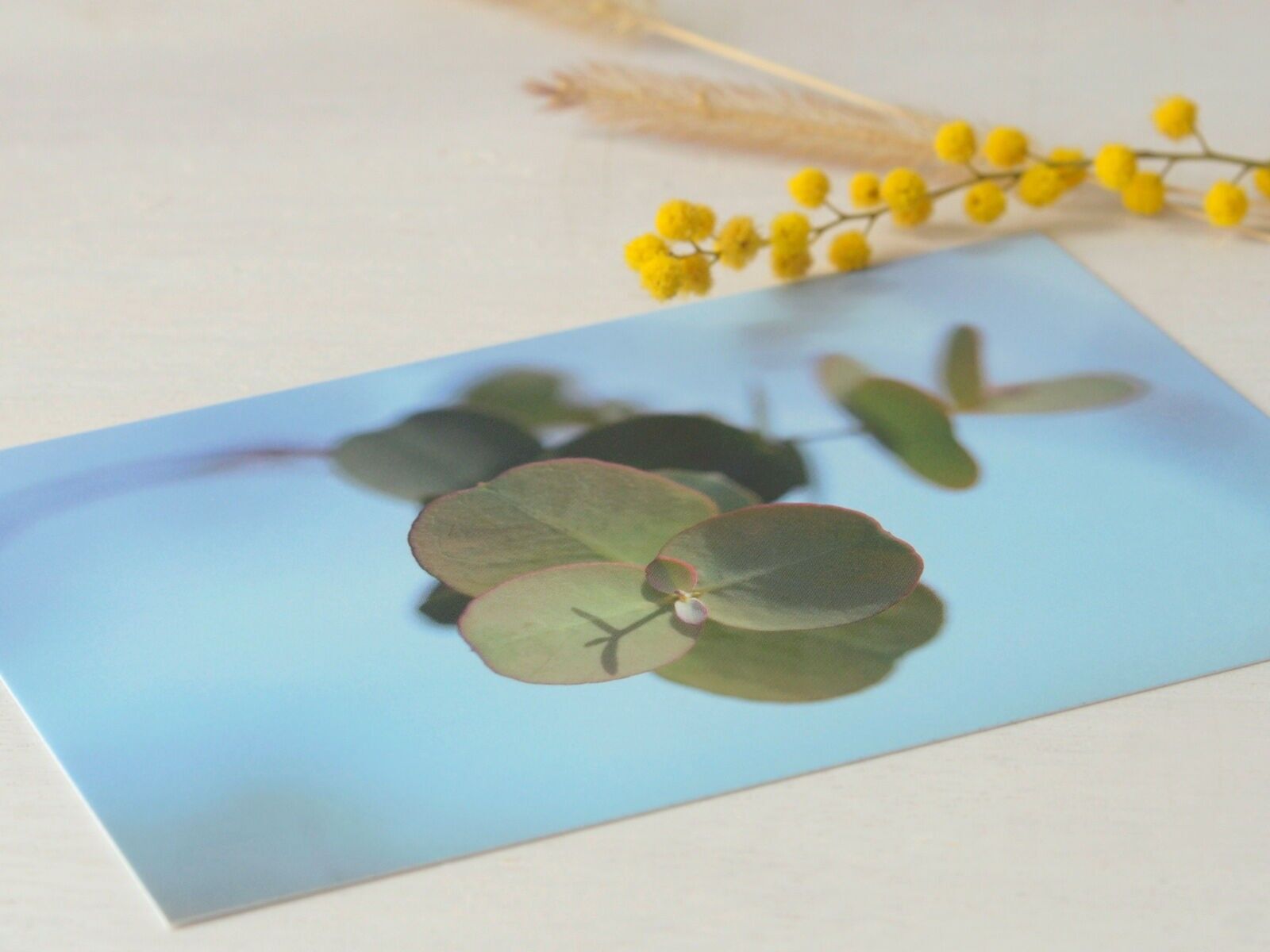 Postal fotográfica de primavera: Eucalipto (sobre incluido)