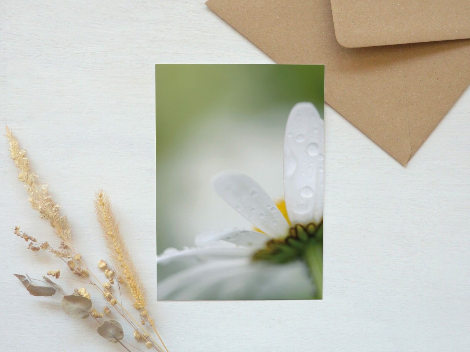 Cartolina di primavera: fiore di margherita (busta inclusa)