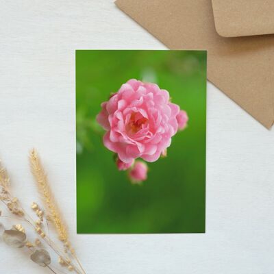 Carte postale photo Fleur : Petite rose printanière (enveloppe incluse)