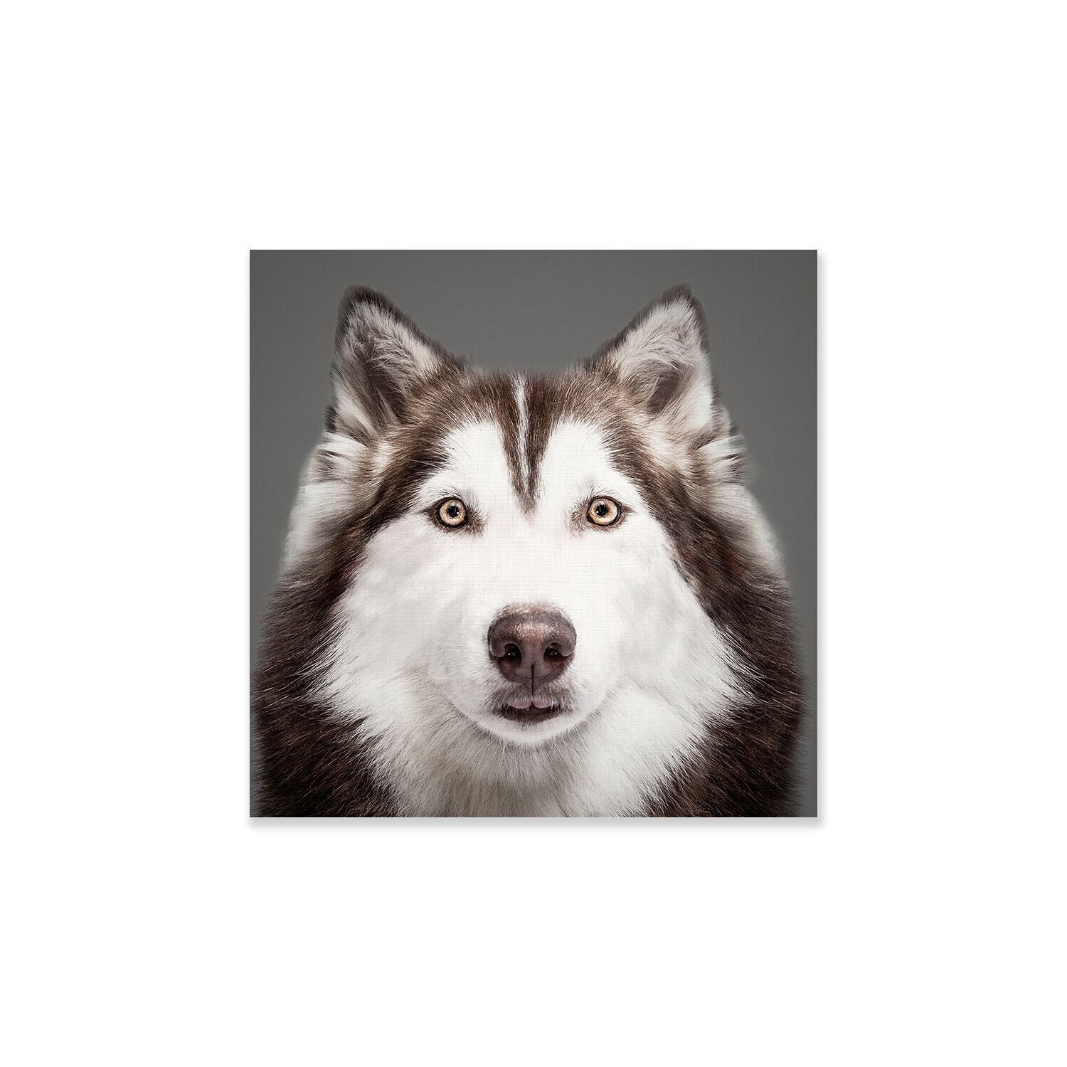 Dipinto di cane husky