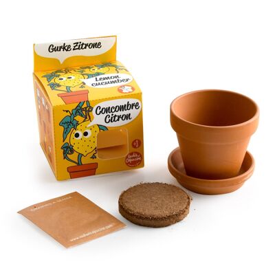 Kit de maceta de terracota de 8 cm - Pepino limón