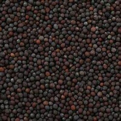 Schwarze Senfkörner Bio Bulk - 1kg