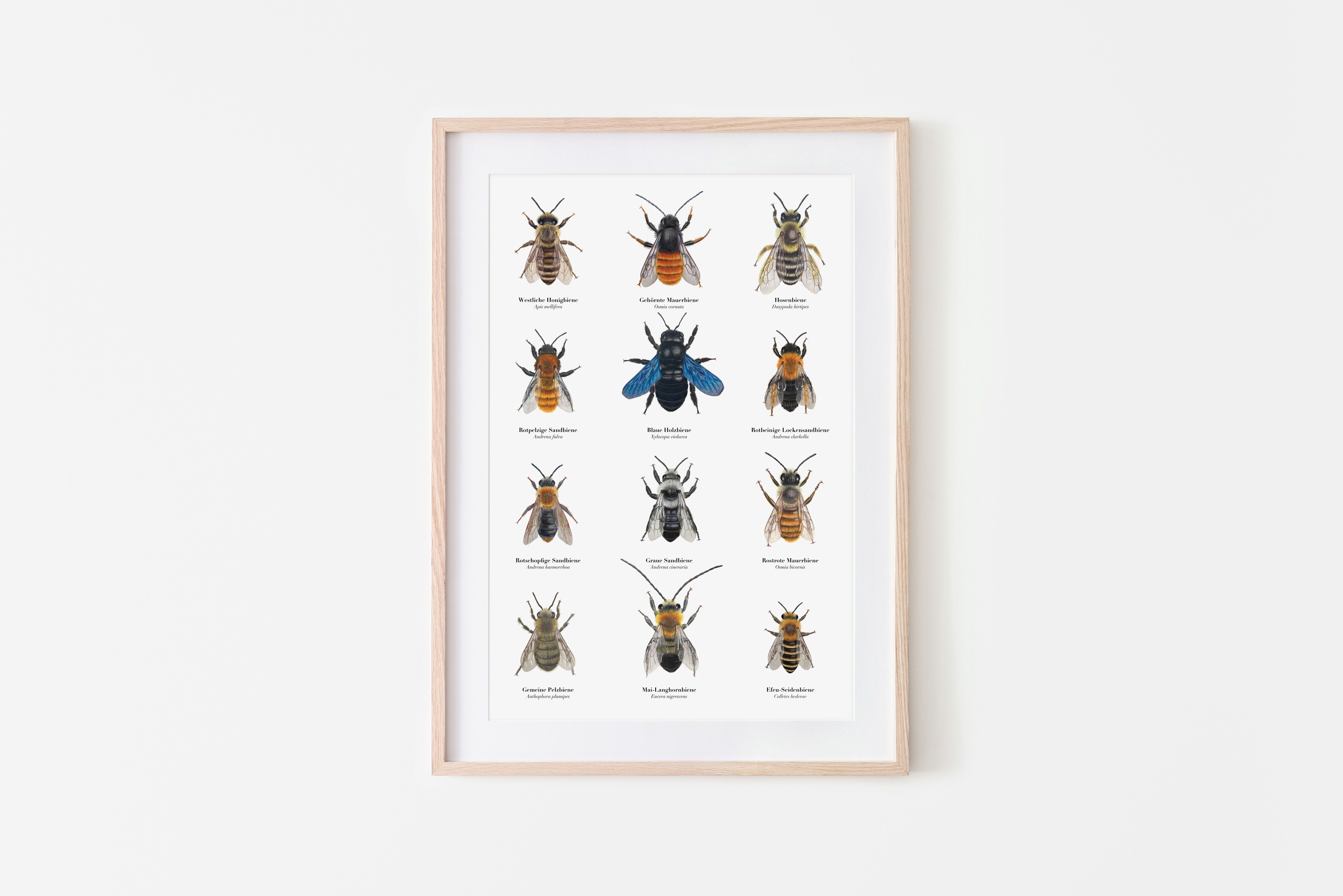 Bienen Poster mit 12 heimischen Bienenarten