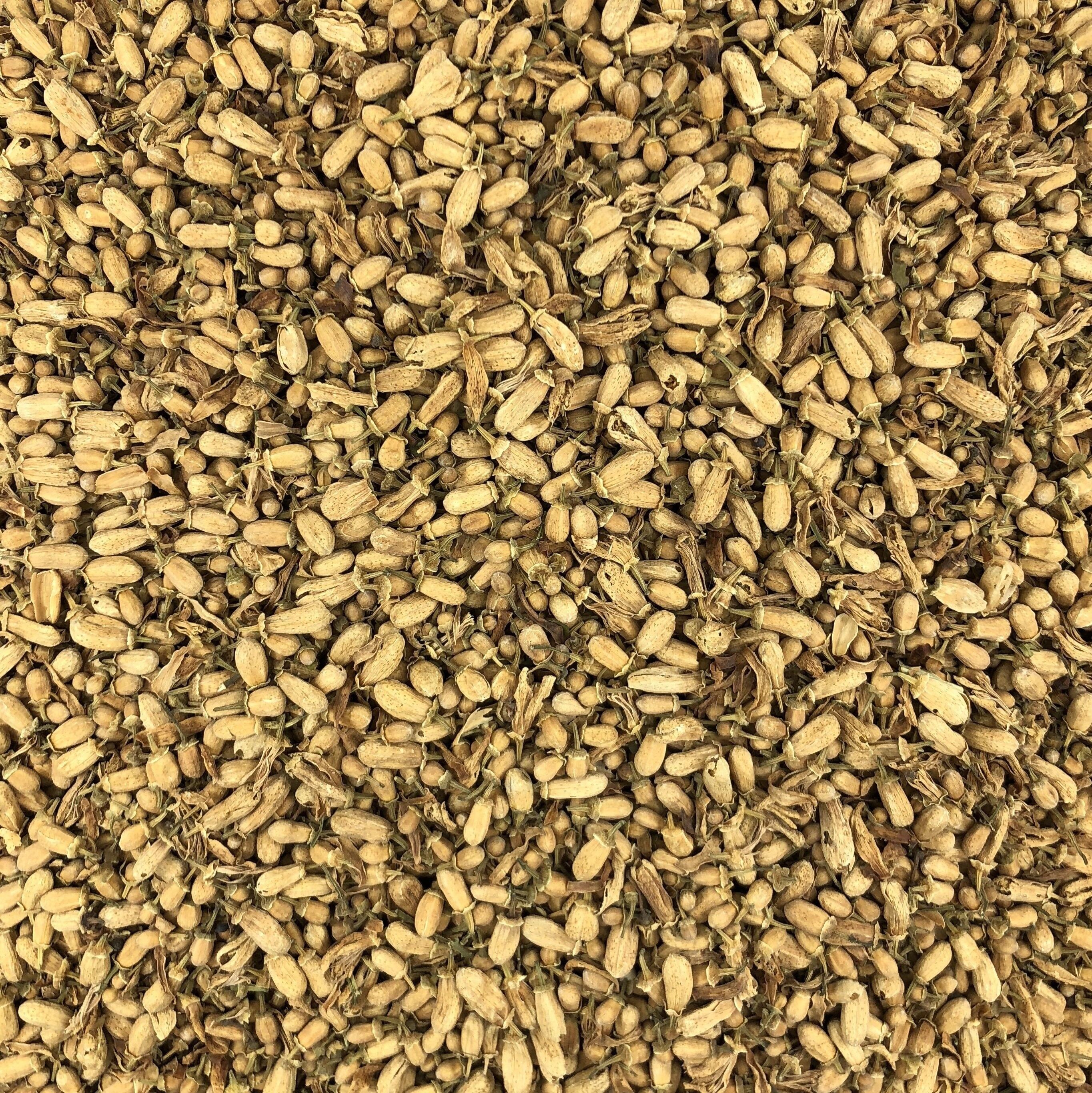 Arancio Bottone Biologico Bulk - 50g